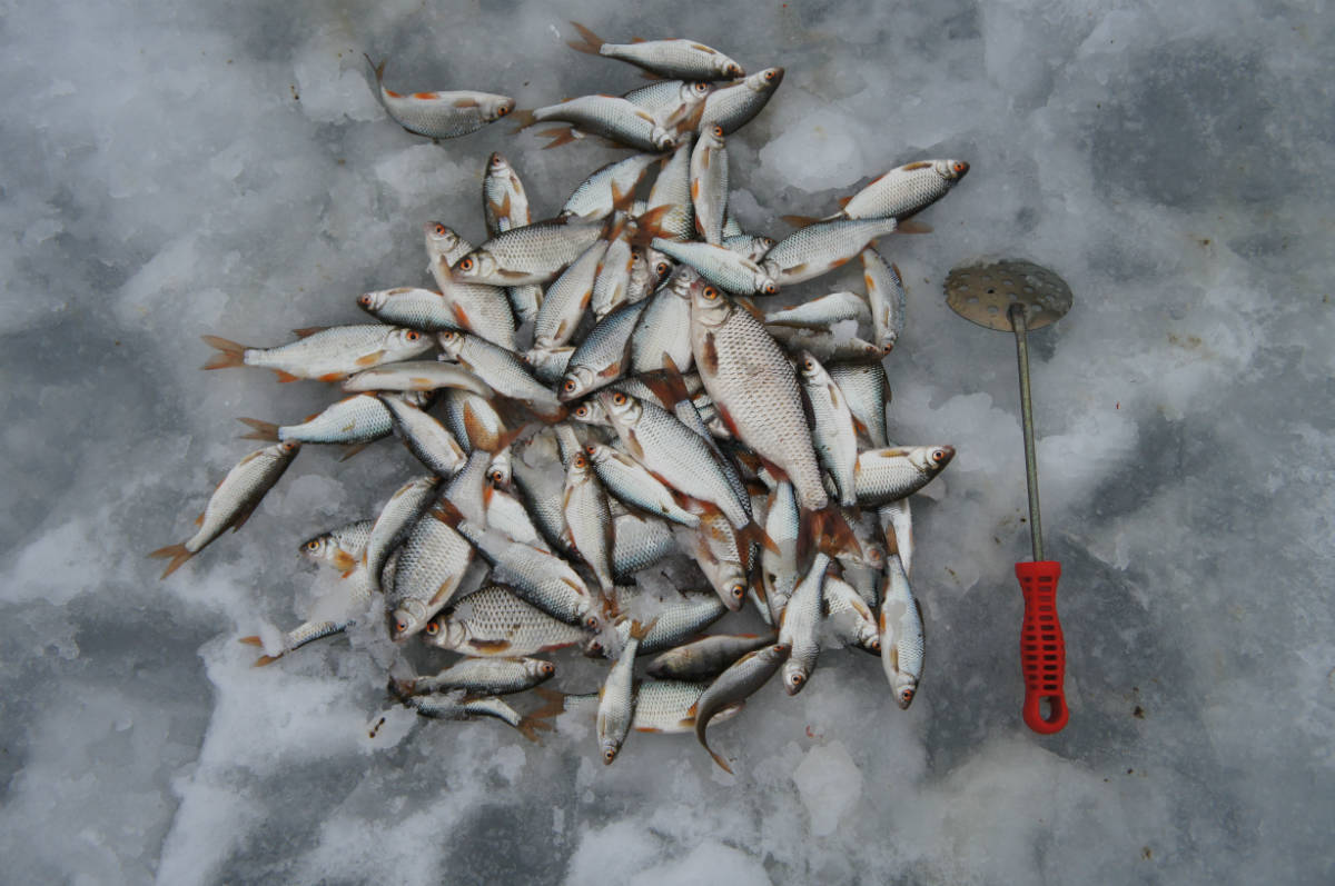 Отчеты о рыбалке на озерах. Бабинское озеро Кингисеппский. Бабинское озеро рыбалка. Кожуховский Затон рыбалка зимняя. Рыбалка в Самаре.